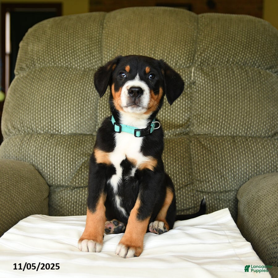 Greater Swiss Mountain Dog dogs Finn - Ad 1