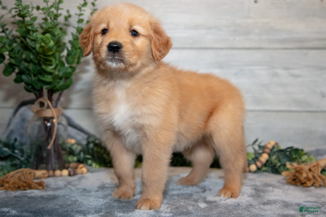 Golden Retriever dogs for sale: Rex - Ad 2