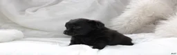 Mixed Breed dogs for sale: Riley - Ad 6