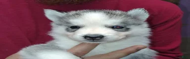 Alan