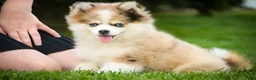 Pomsky dogs for sale: Sebastian - Ad 6