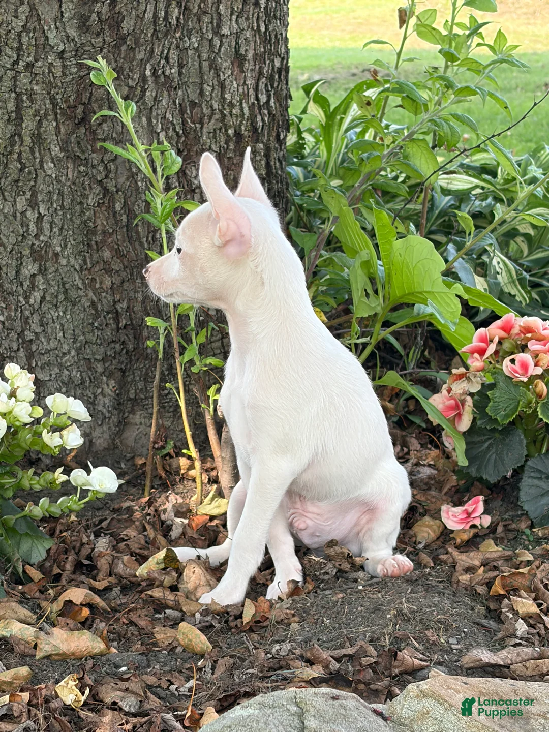 Chihuahua dogs for sale: Otis - Ad 4