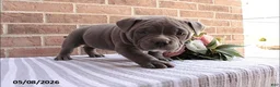 American Bully dogs for sale: Benny - Ad 3