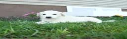 Maremma Sheepdog dogs for sale: Elvis - Ad 4
