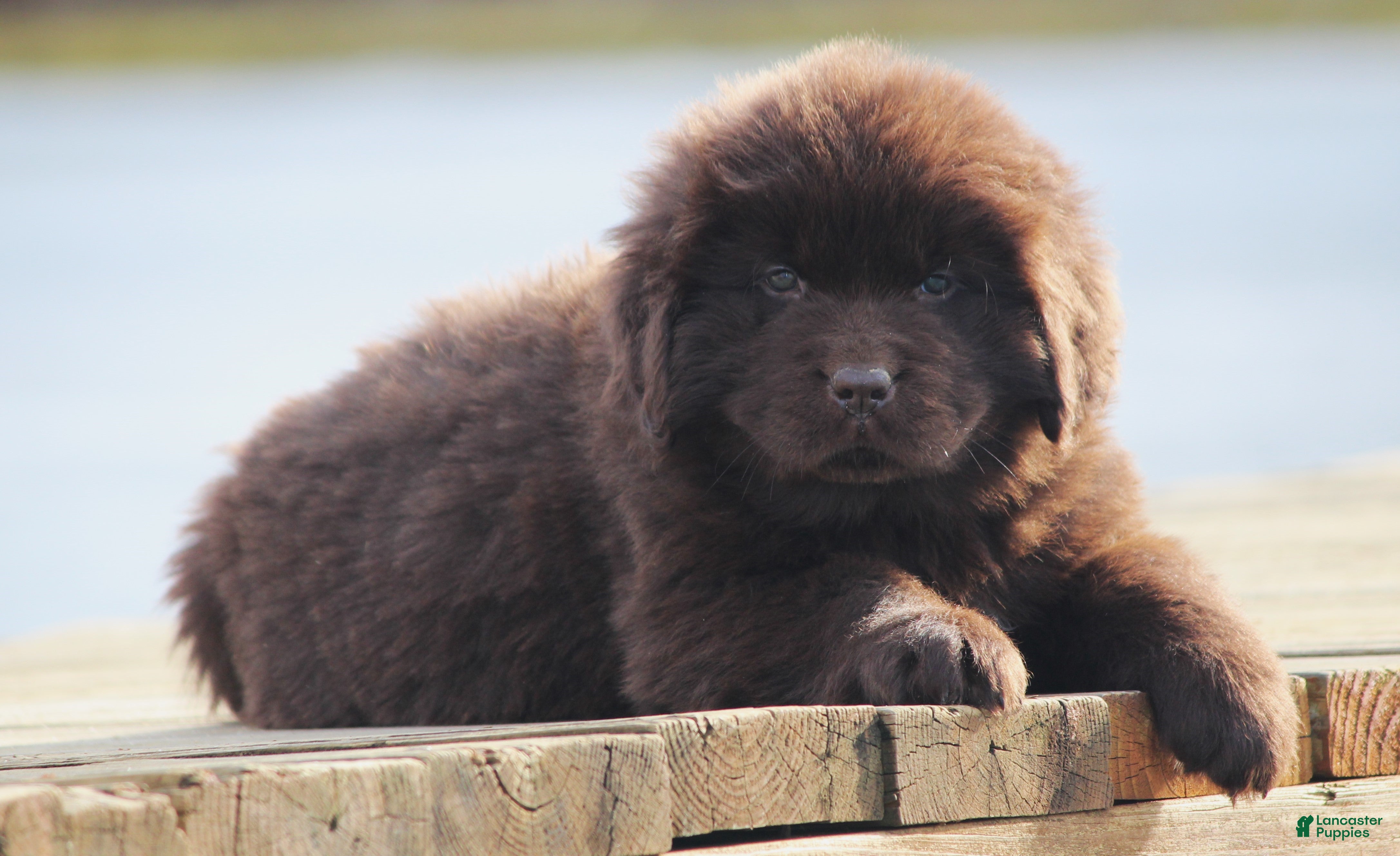 Newfoundland dogs Paisley - Ad 29