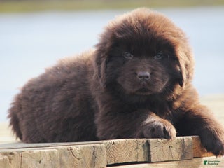 Newfoundland dogs Paisley - Ad 29