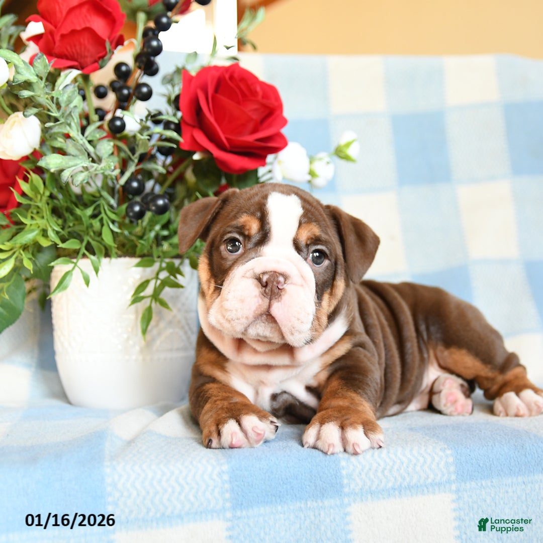 English Bulldog dogs for sale: Susie - Ad 3