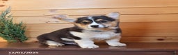 Welsh Corgi Pembroke dogs for sale: Scout - Ad 4