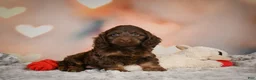 Cockapoo dogs for sale: Sandy - Ad 9