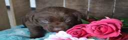 Labrador Retriever dogs for sale: Lysa - Ad 3