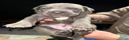 Cane Corso dogs for sale: Cane Corso Puppy 2 - Ad 9