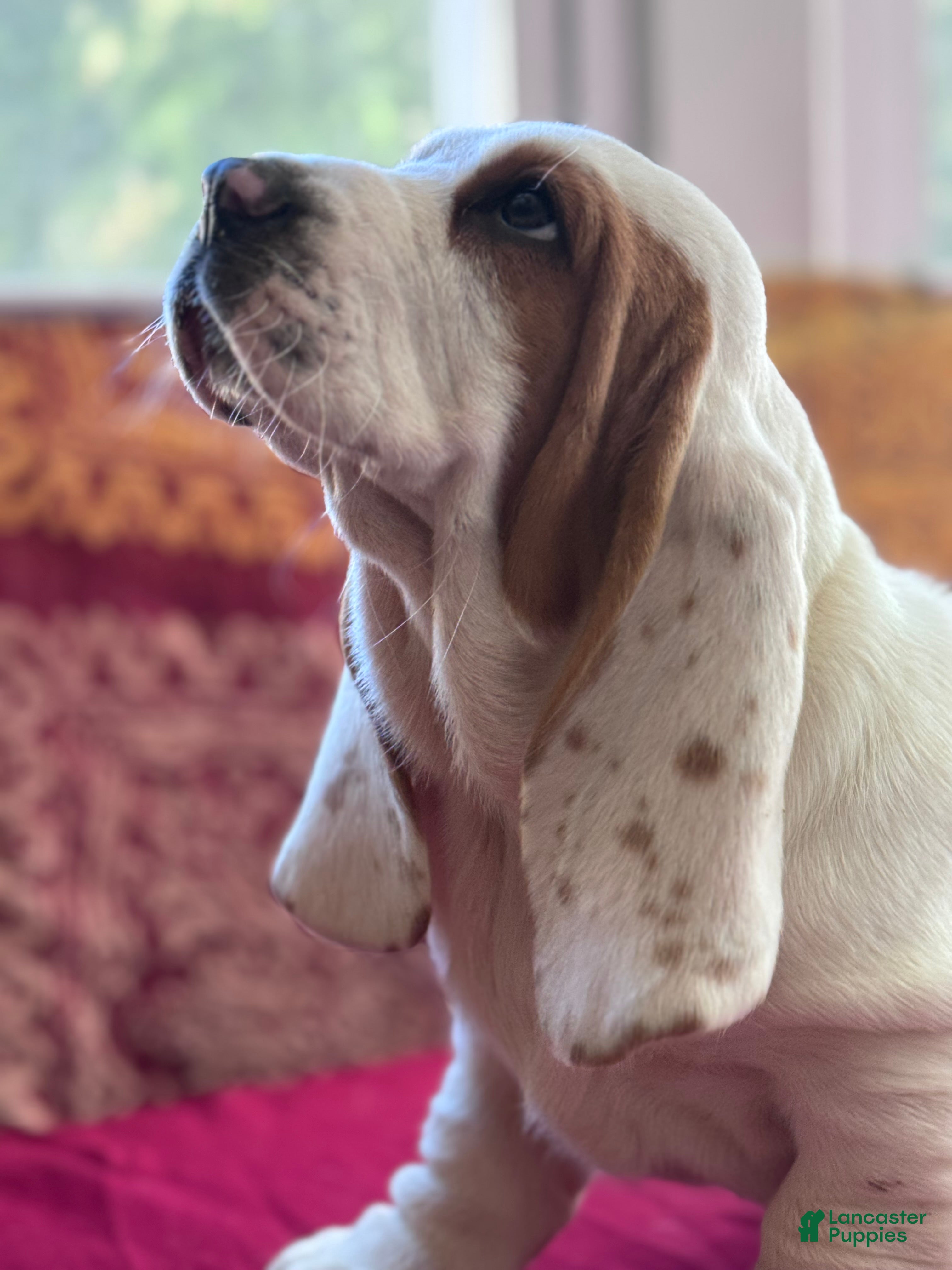 Basset Hound dogs for sale: Dottie - Ad 1