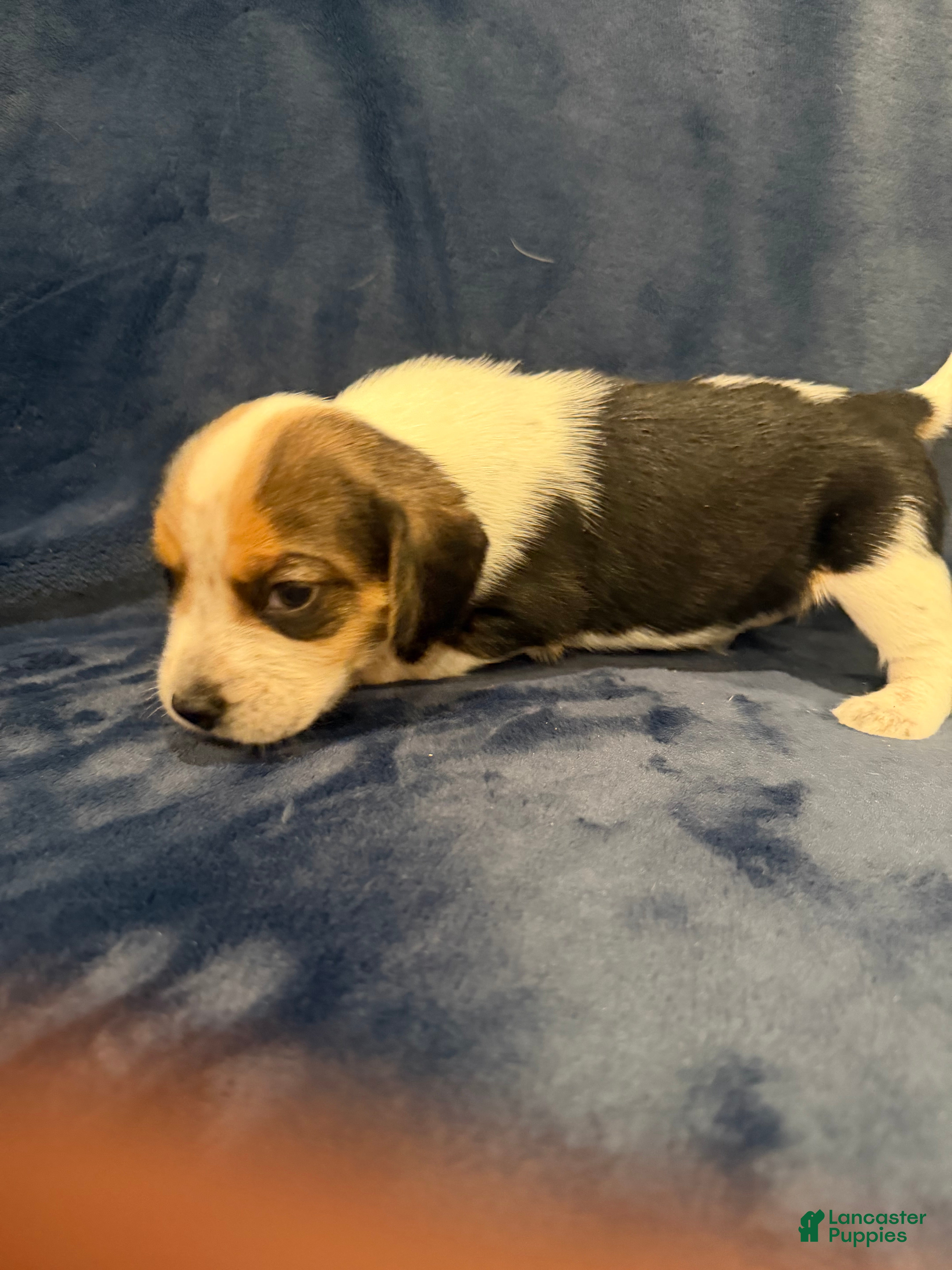 Beagle dogs Beagle Puppy 4 - Ad 19