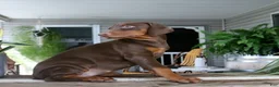 Doberman Pinscher dogs for sale: Winnie - Ad 3