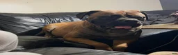 Mixed Breed dogs for sale: Mastidane/daniff pup3 - Ad 2