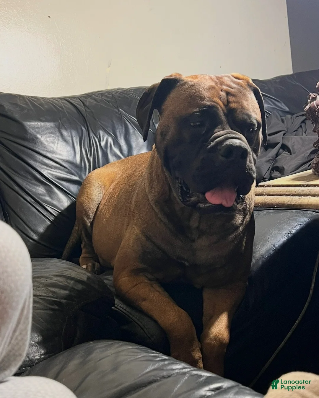 Mixed Breed dogs for sale: Mastidane/daniff pup3 - Ad 2