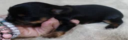 Yorkshire Terrier dogs for sale: Ziti - Ad 13