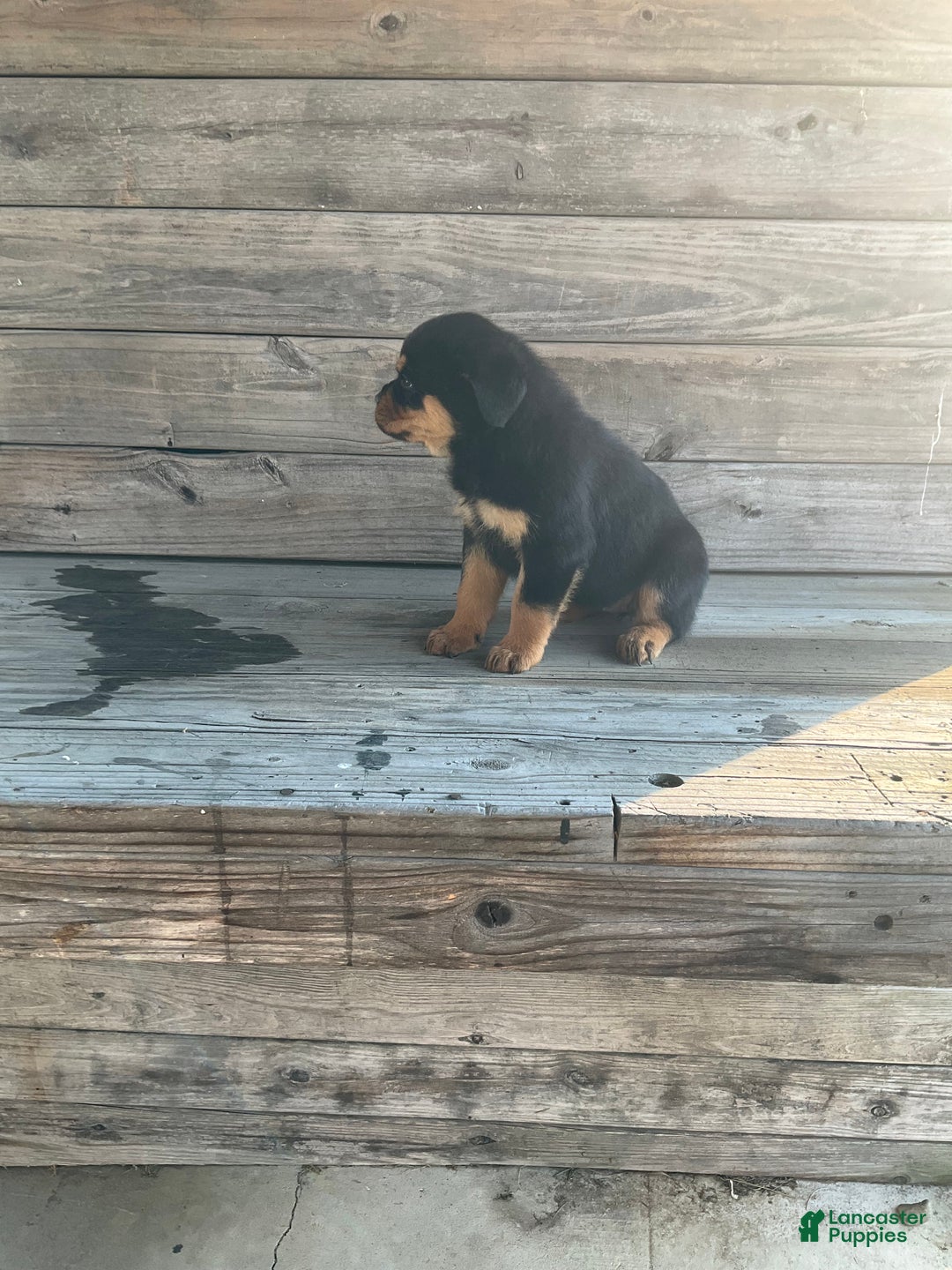 Rottweiler dogs for sale: Chloe  - Ad 3