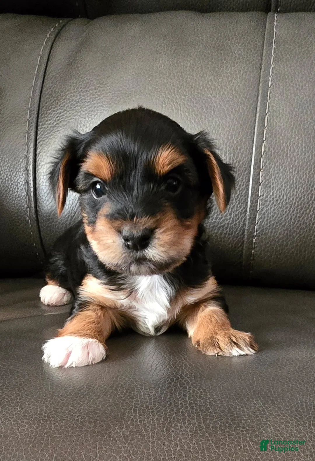 Yorkshire Terrier dogs for sale: Boots  - Ad 2