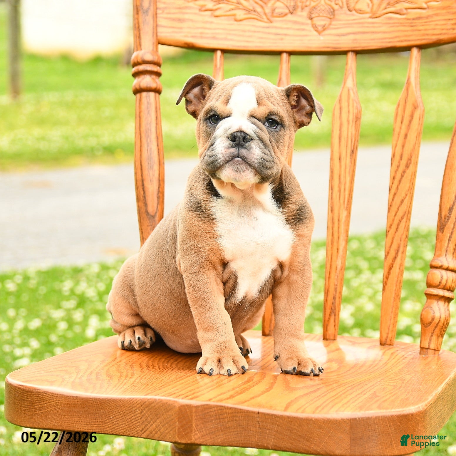 English Bulldog dogs Luna  - Ad 1