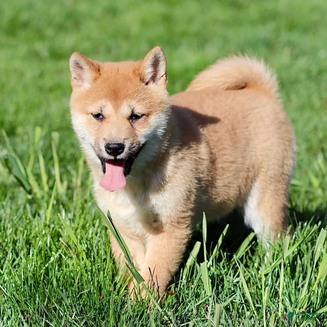 Shiba Inu dogs for sale: Moana - Ad 2
