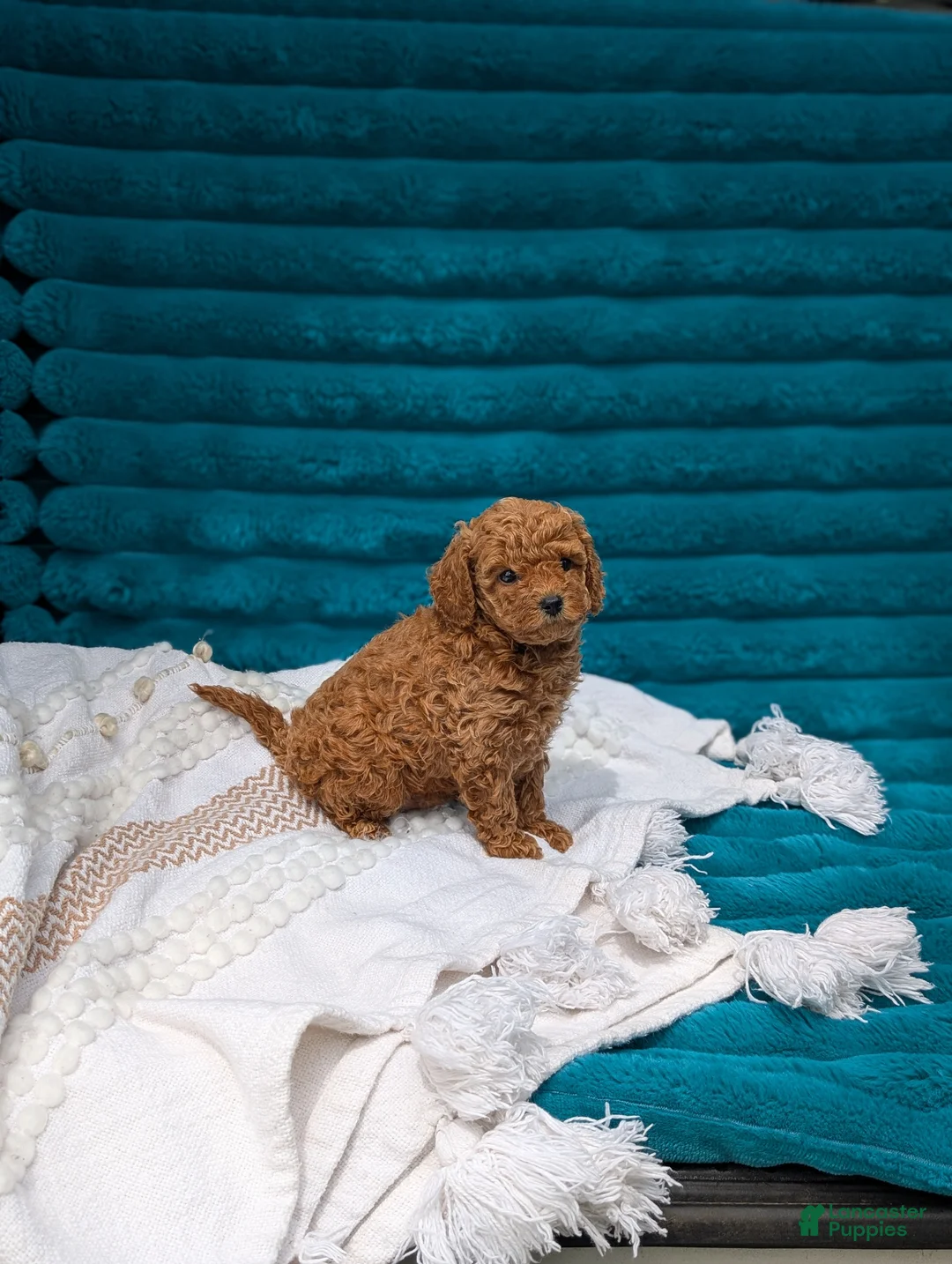 Toy Poodle dogs for sale: Vinny - Ad 2