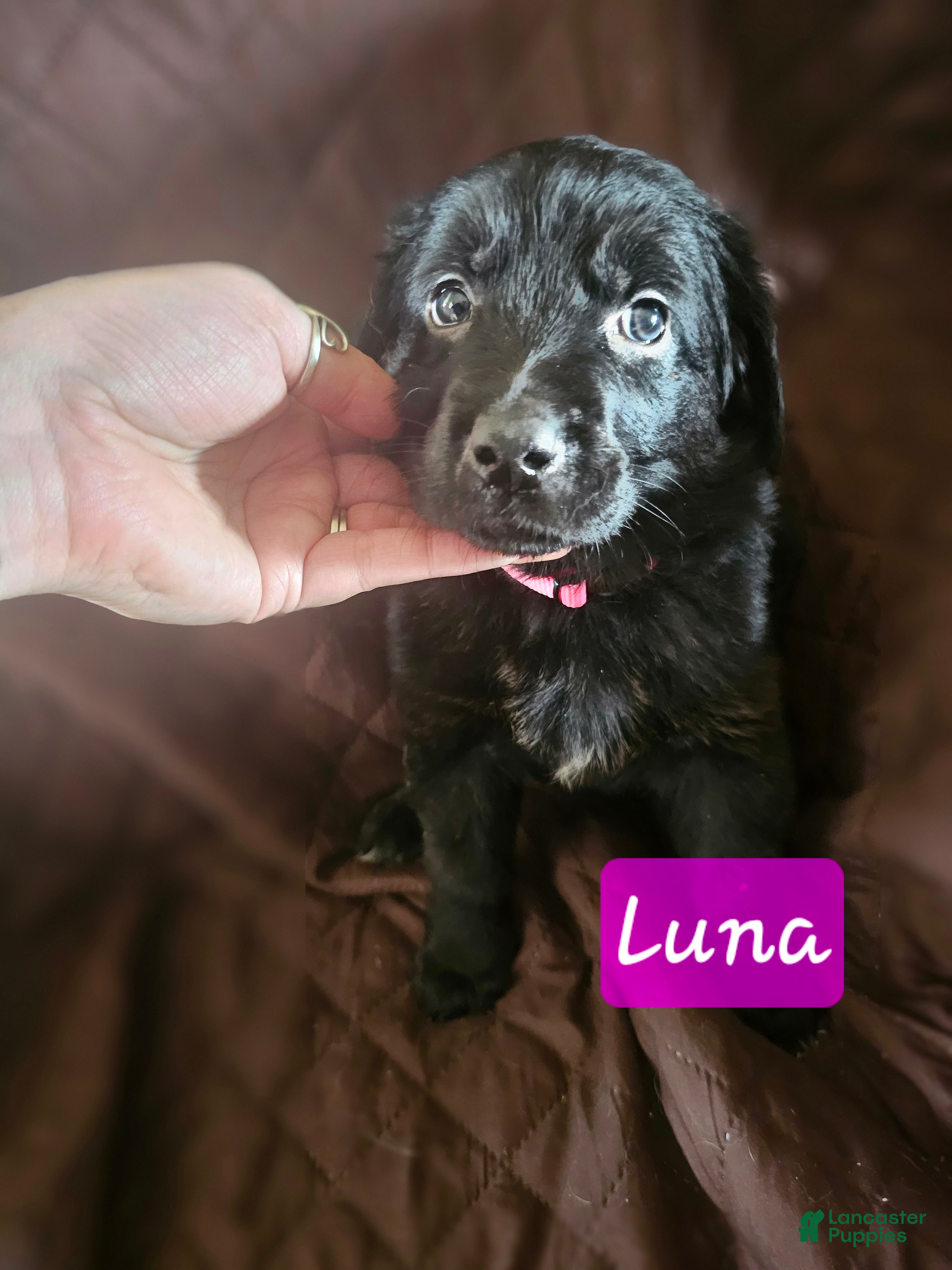 Golden Shepherd dogs Luna - Ad 2
