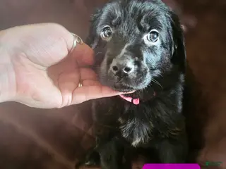 Golden Shepherd dogs Luna - Ad 2