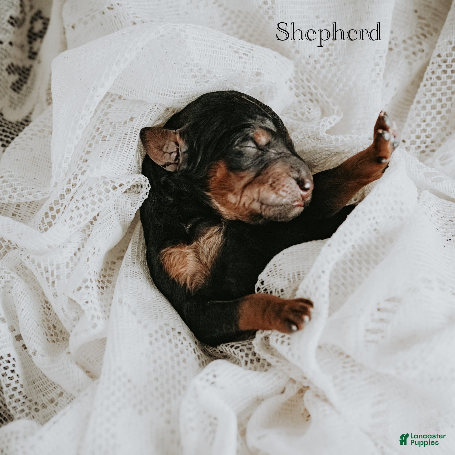 Standard Poodle dogs Shepherd - Ad 8