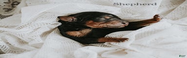 Shepherd