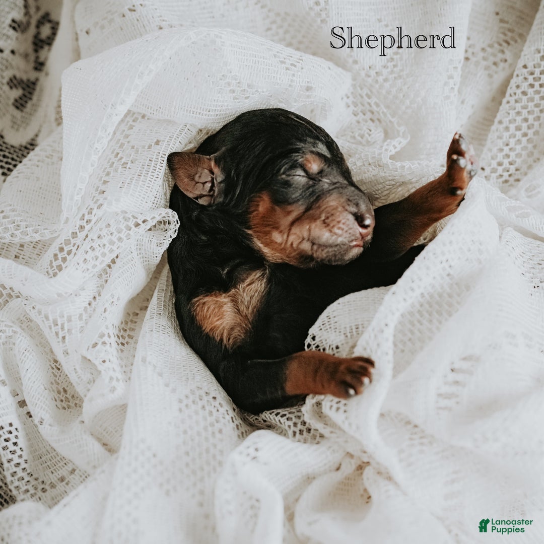 Standard Poodle dogs for sale: Shepherd - Ad 1