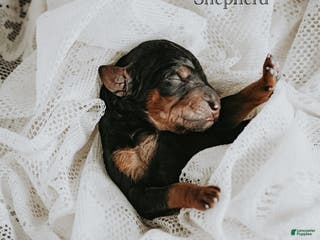 Standard Poodle dogs Shepherd - Ad 14