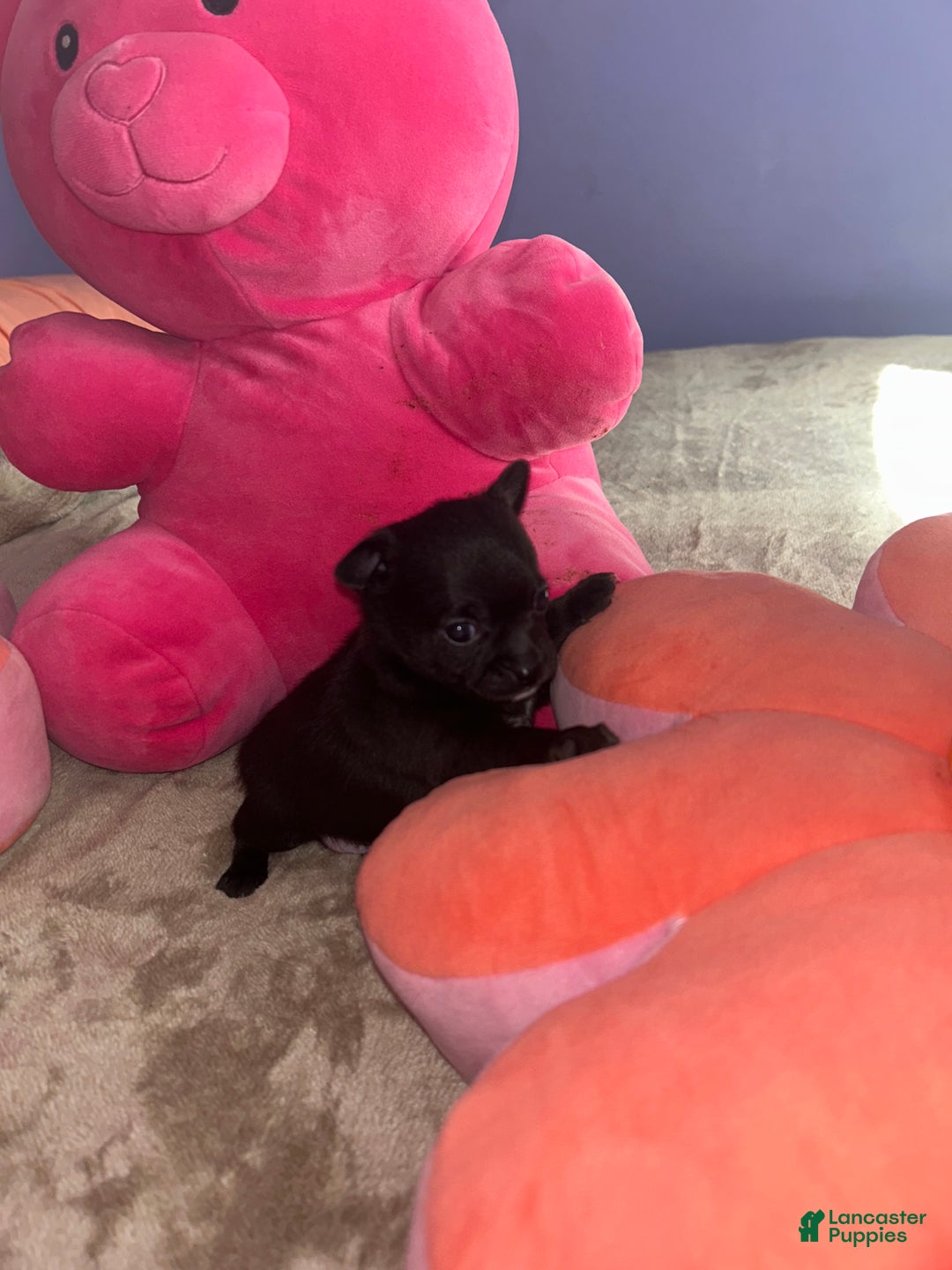 Chihuahua dogs for sale: Gordo - Ad 9