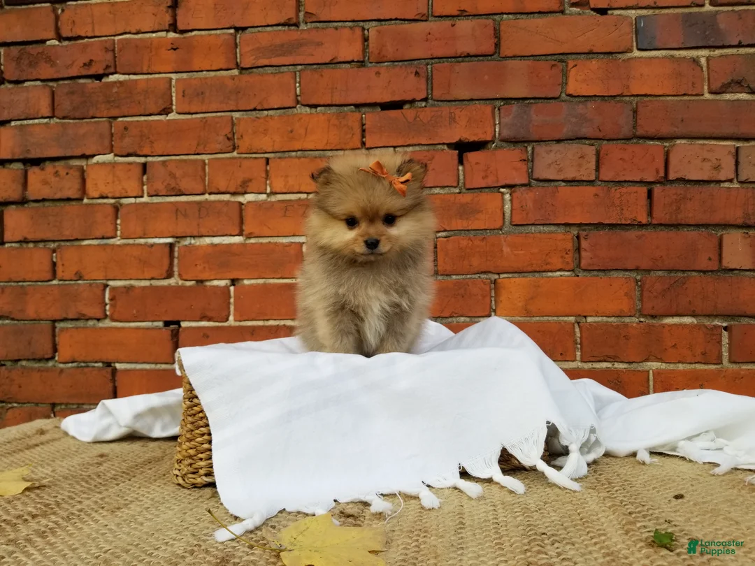 Pomeranian dogs for sale: Jade - Ad 1