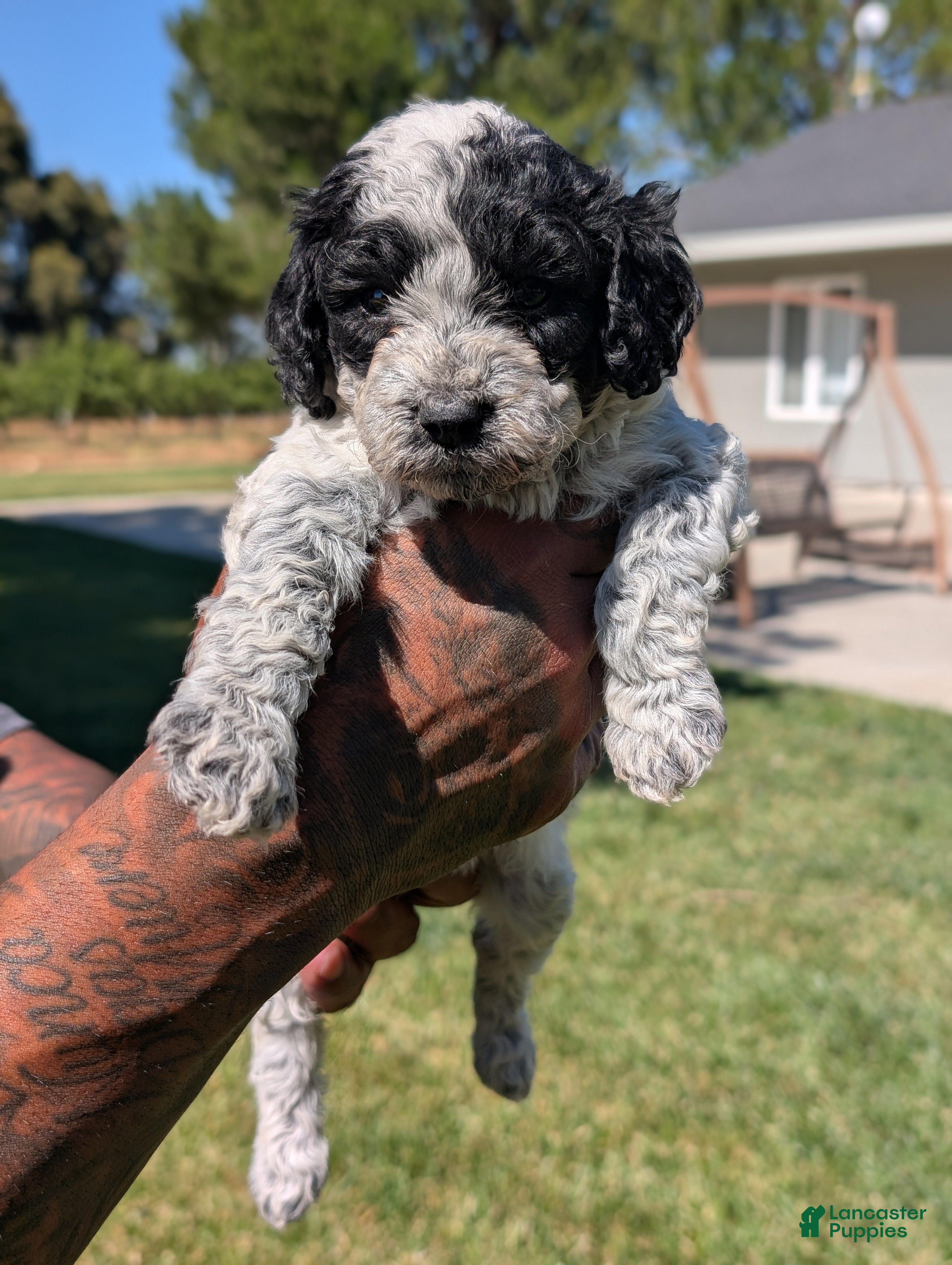 Mixed Breed dogs INDIGO  - Ad 1