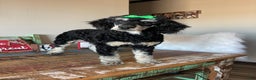 Miniature Poodle dogs for sale: Akc Clear Black Phantom Girl Piper - Ad 4