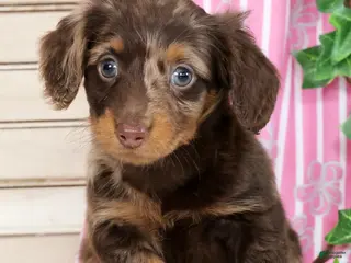 Miniature Dachshund dogs for sale: Luna - Ad 1