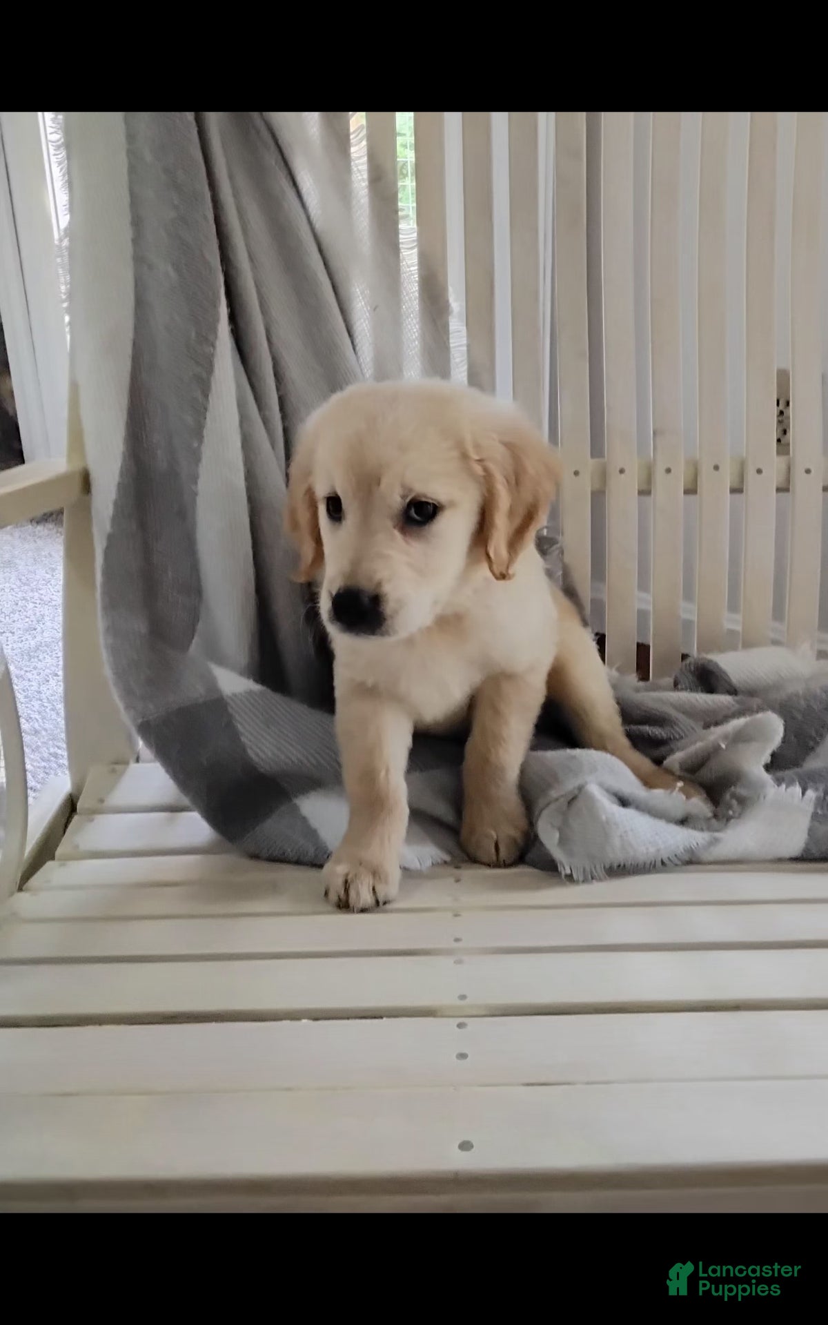 Golden Retriever dogs Rider - Ad 1