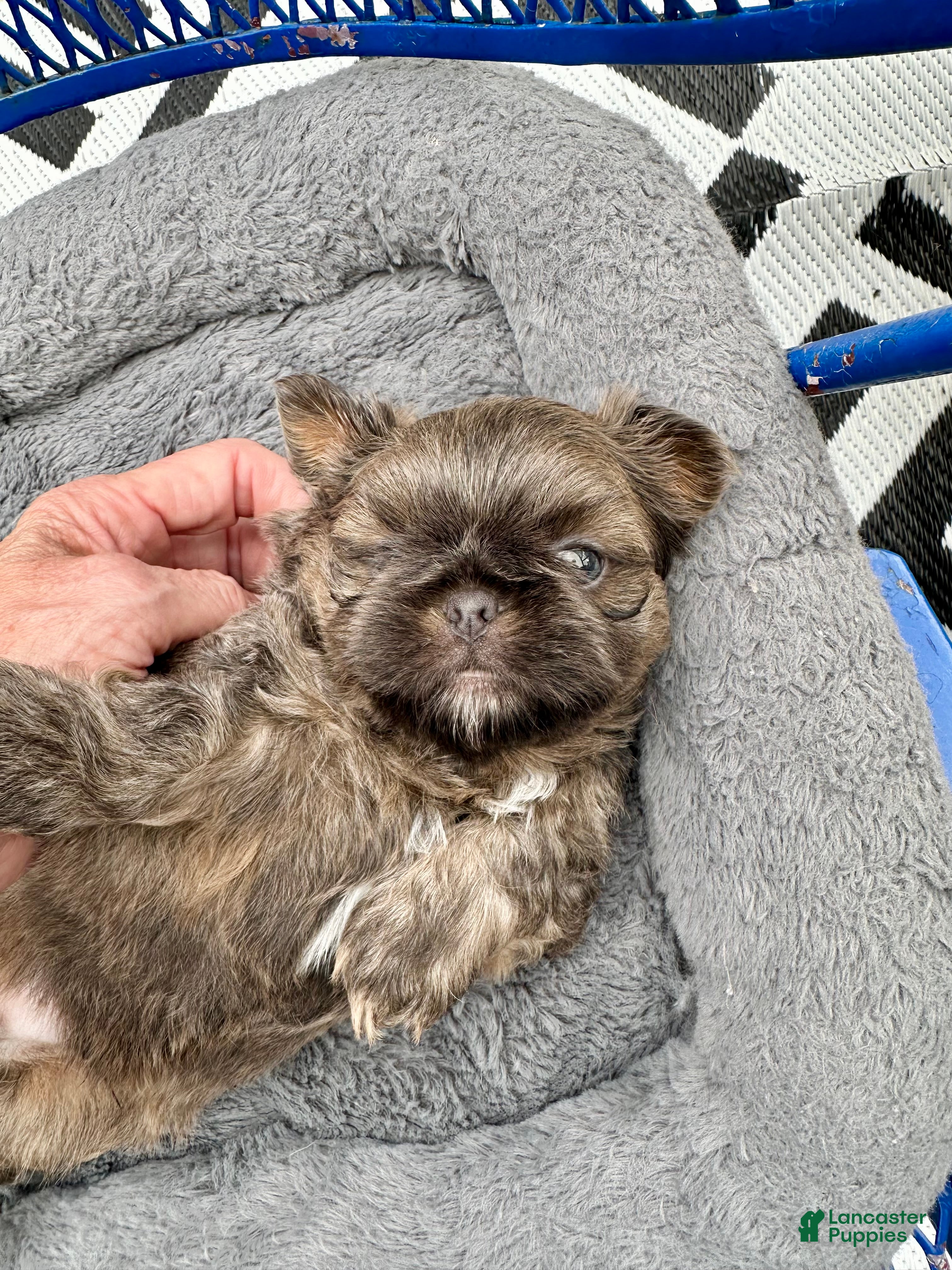 Shih Tzu dogs for sale: Shih Tzu Puppy 2 - Ad 11