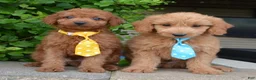 Mini Goldendoodle dogs for sale: Mini Gus - Ad 18