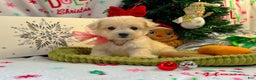 Maltipoo dogs for sale: Frosty  - Ad 1