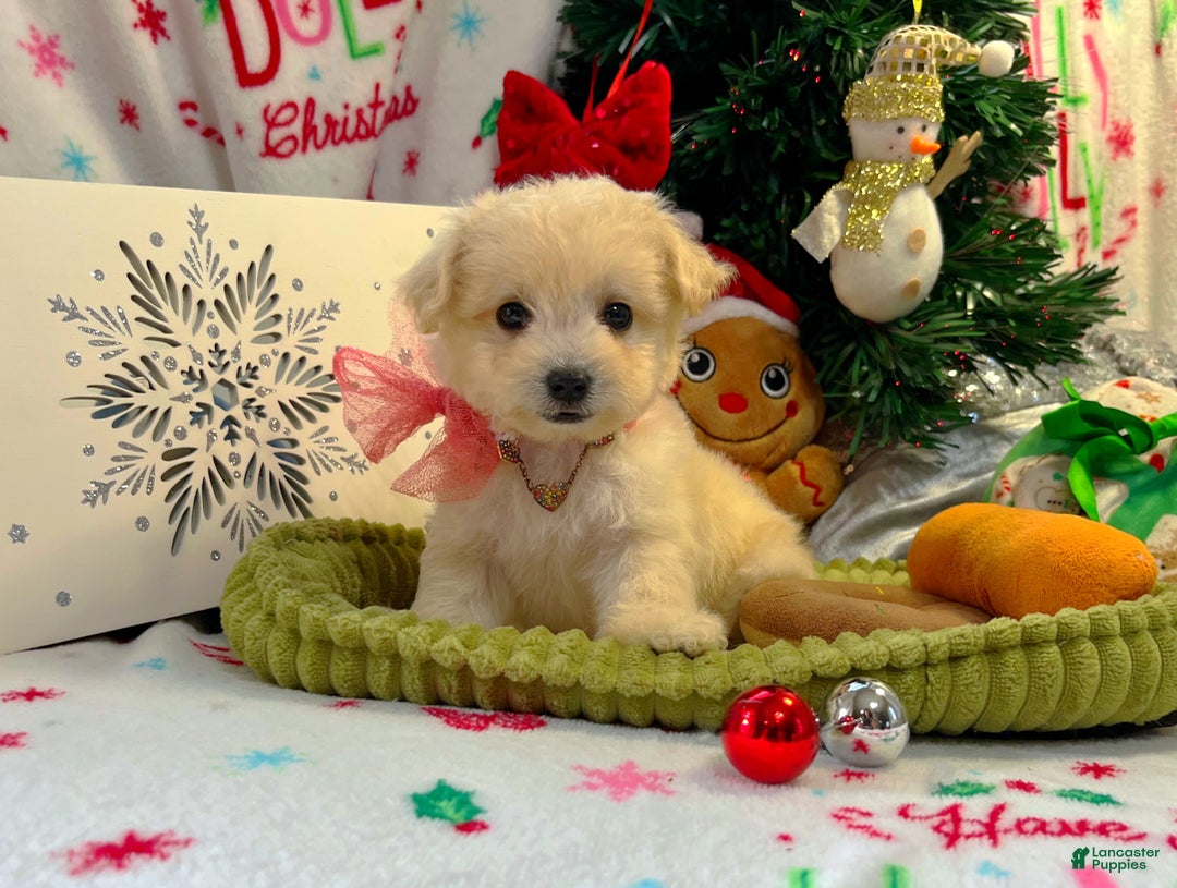 Maltipoo dogs for sale: Frosty  - Ad 1