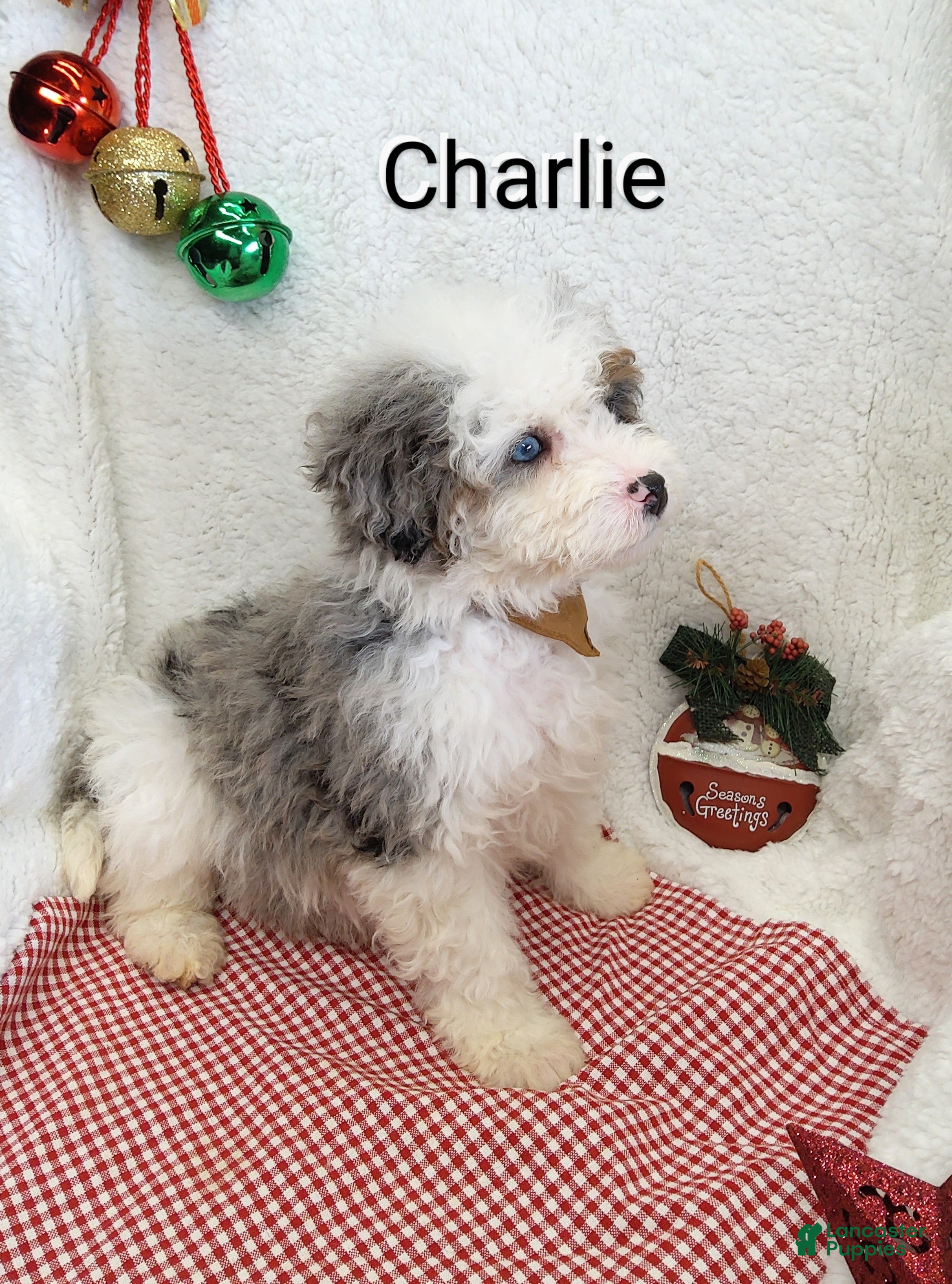 Mini Bernedoodle dogs Charlie - Ad 22