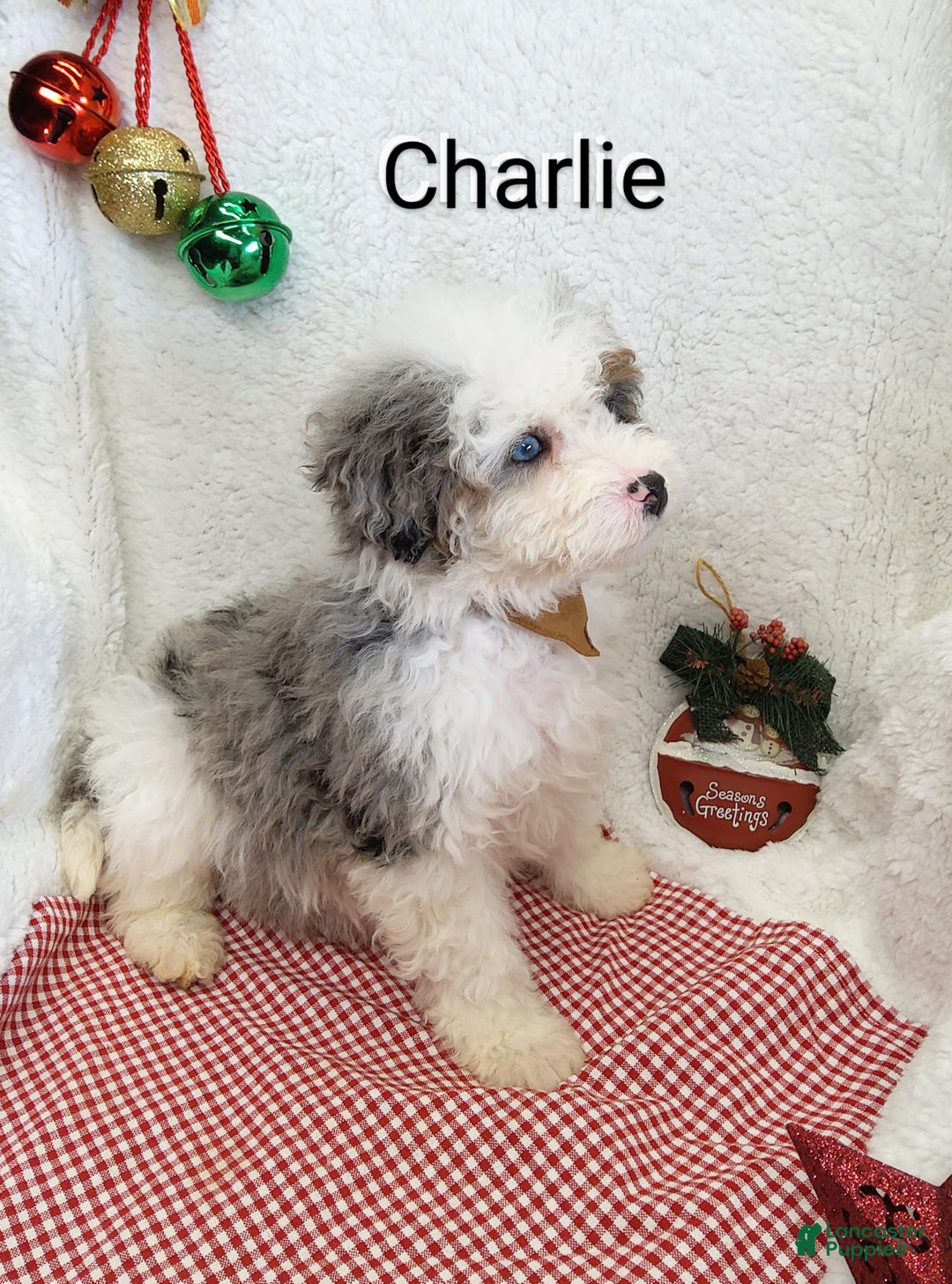 Mini Bernedoodle dogs for sale: Charlie - Ad 1