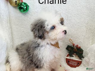 Mini Bernedoodle dogs Charlie - Ad 26