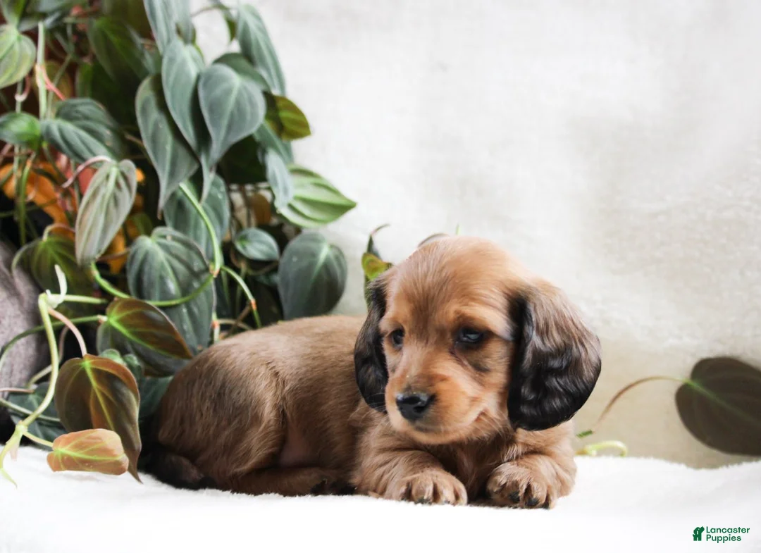 Miniature Dachshund dogs for sale: Dixie - Ad 1