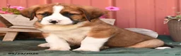 Mixed Breed dogs for sale: Kujo - Ad 3