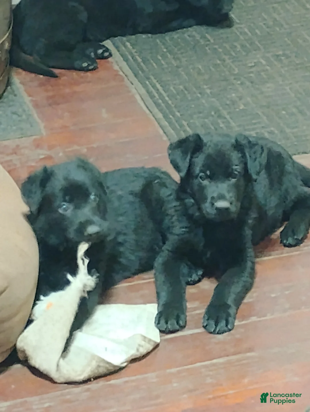 German Shepherd dogs for sale: German Shepherd Puppy 3 - Ad 8