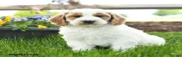 Goldendoodle dogs for sale: Tucker - Ad 5