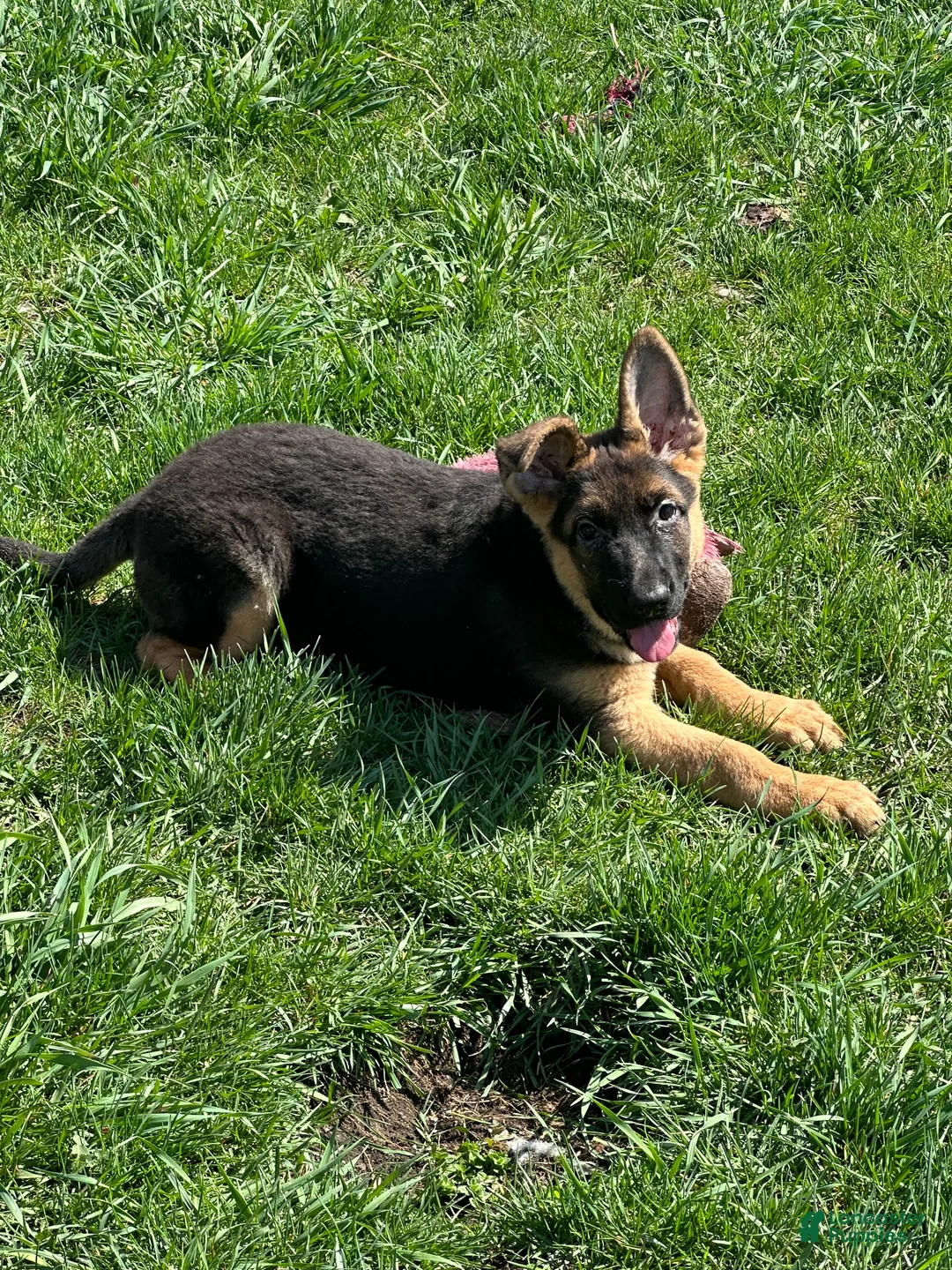 German Shepherd dogs for sale: German Shepherd Puppy 1 - Ad 4